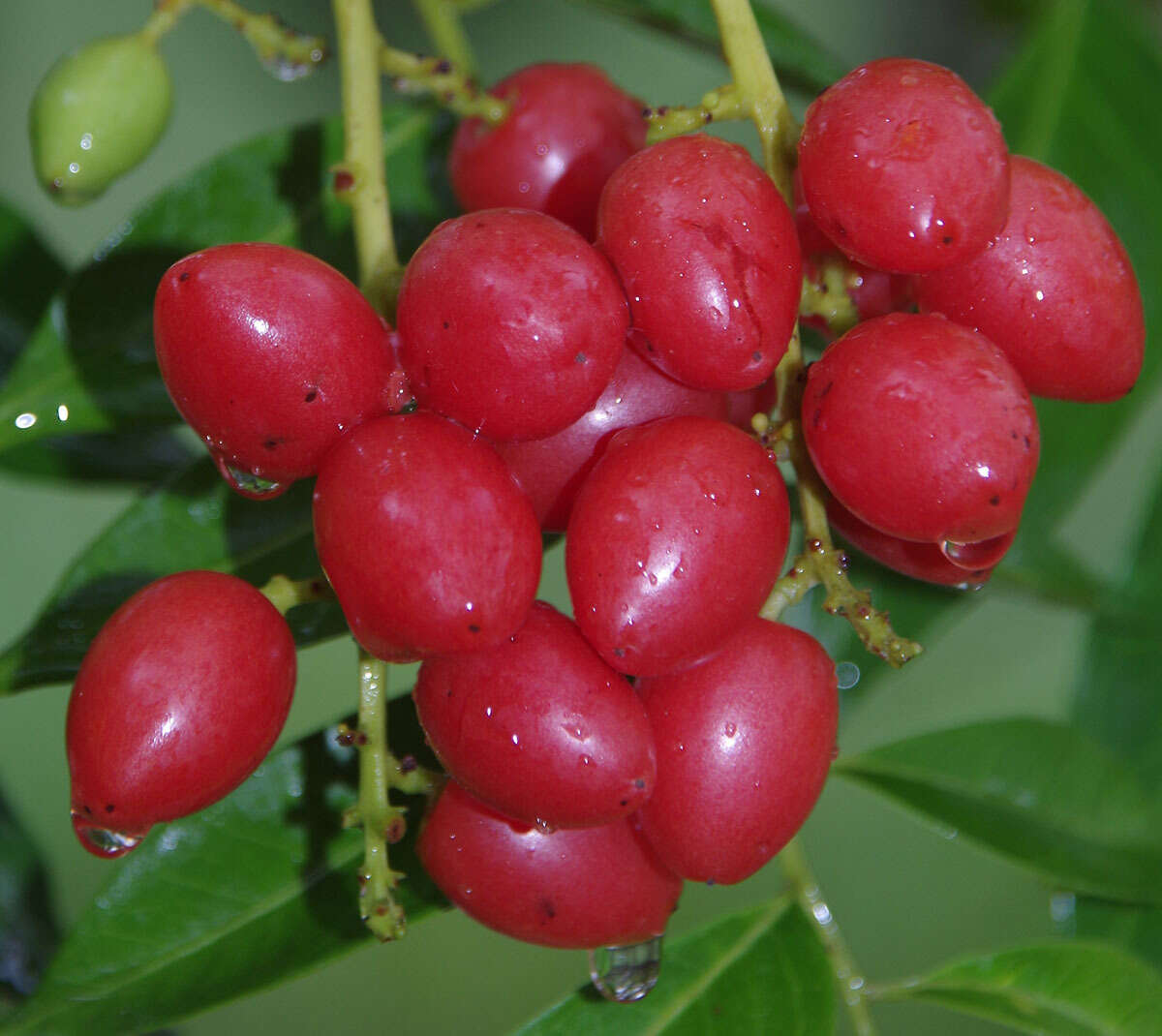 Image of Ganophyllum falcatum Bl.