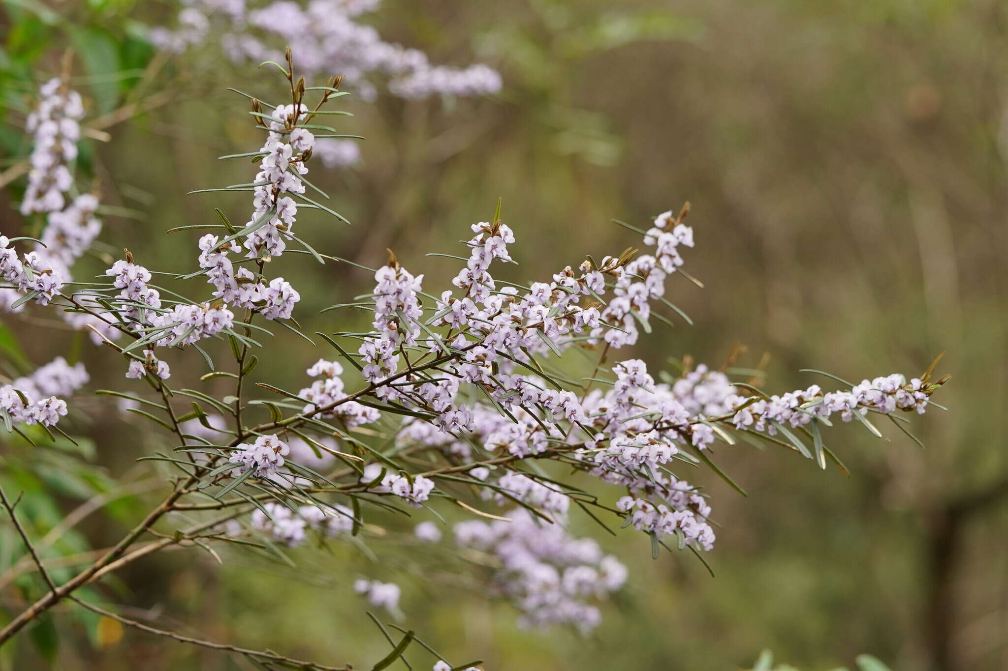 Image of Hovea asperifolia I. Thomps.