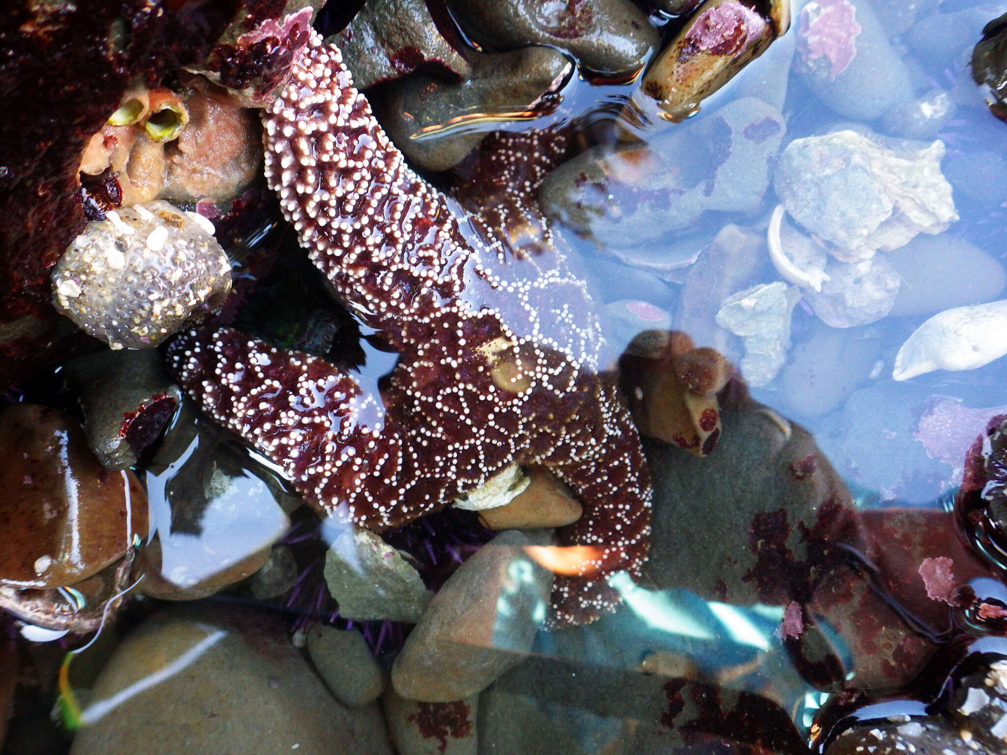 Image of ochre sea star