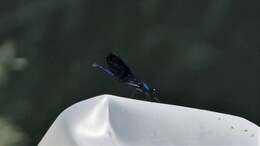 Image of Banded Agrion