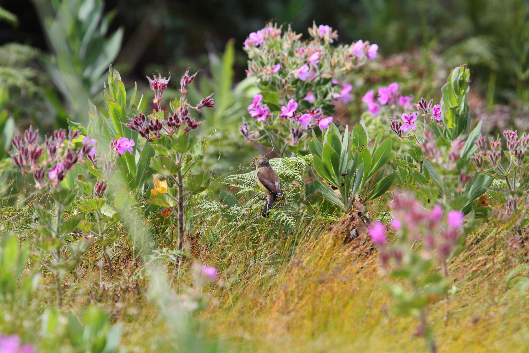 Image of Cape Siskin