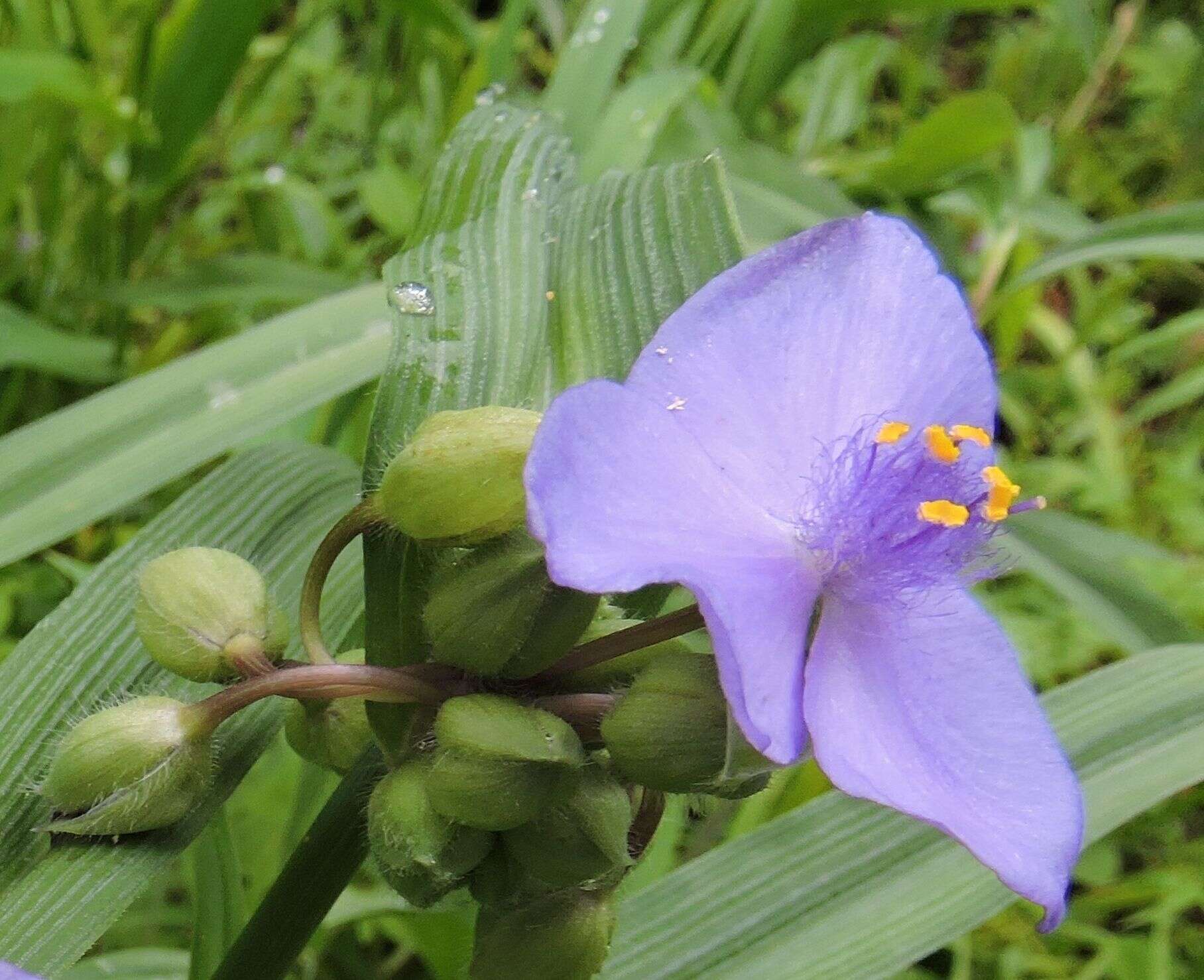 Image of Virginia spiderwort