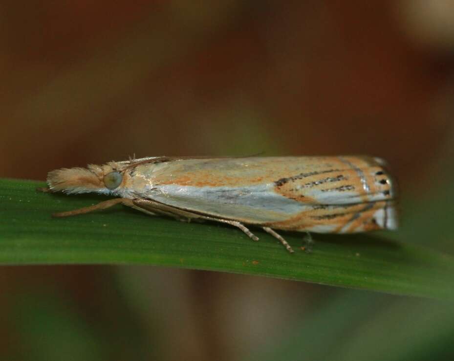 Image of Double-banded Grass-veneer