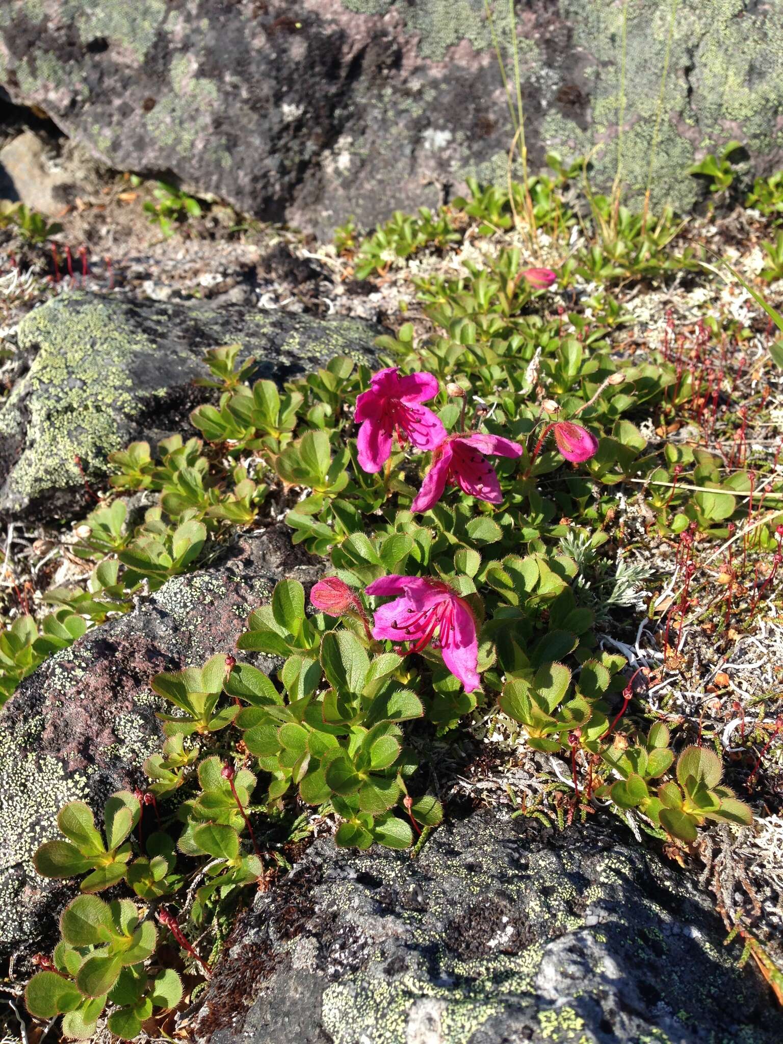 Imagem de Rhododendron camtschaticum Pall.