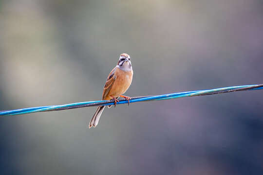 Emberiza cioides ciopsis Bonaparte 1850的圖片