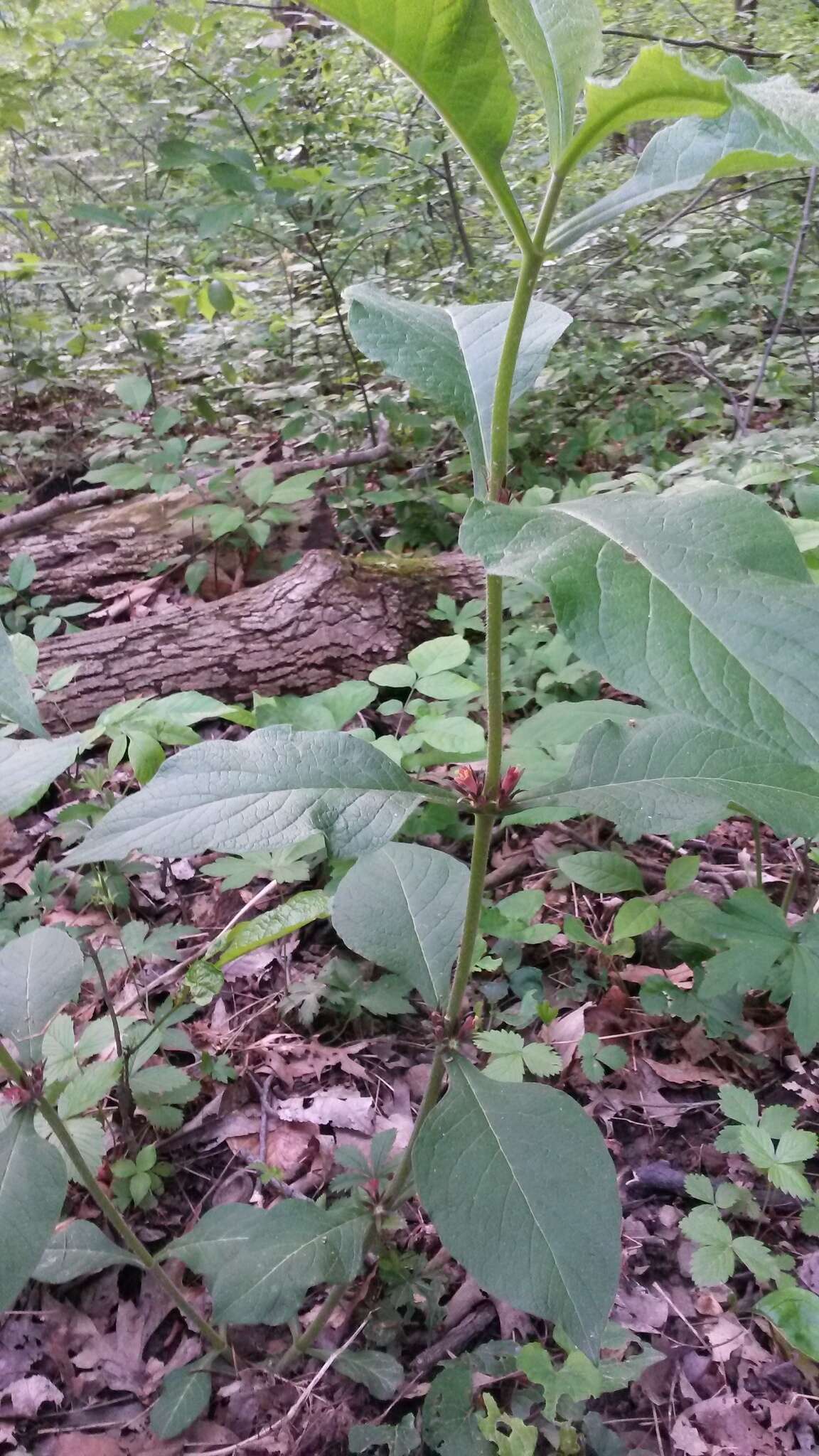 Triosteum aurantiacum E. P. Bickn. resmi