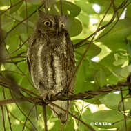 Image of Oriental Scops Owl