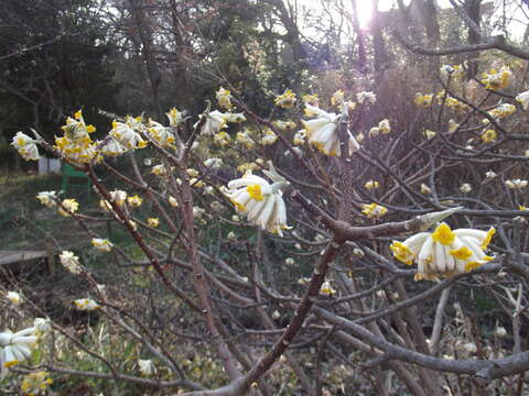 Plancia ëd Edgeworthia chrysantha Lindl.