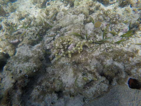 Image of Thin Finger Coral