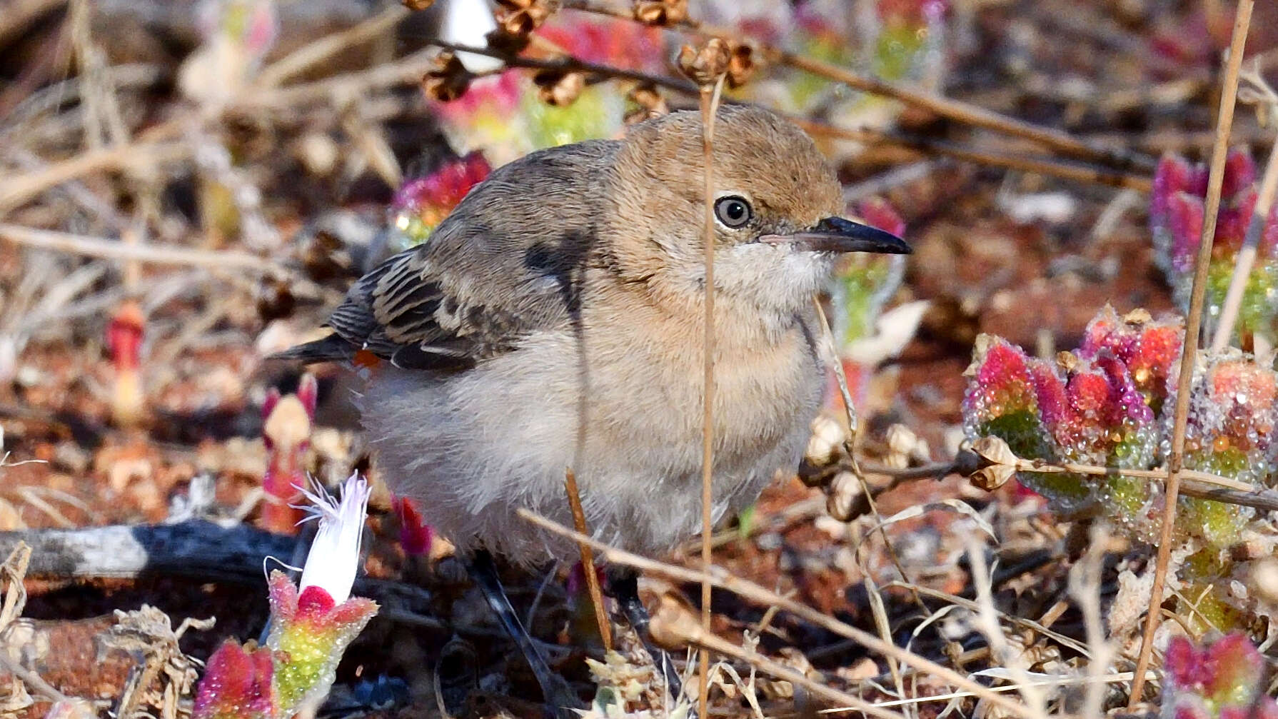 Image of Crimson Chat