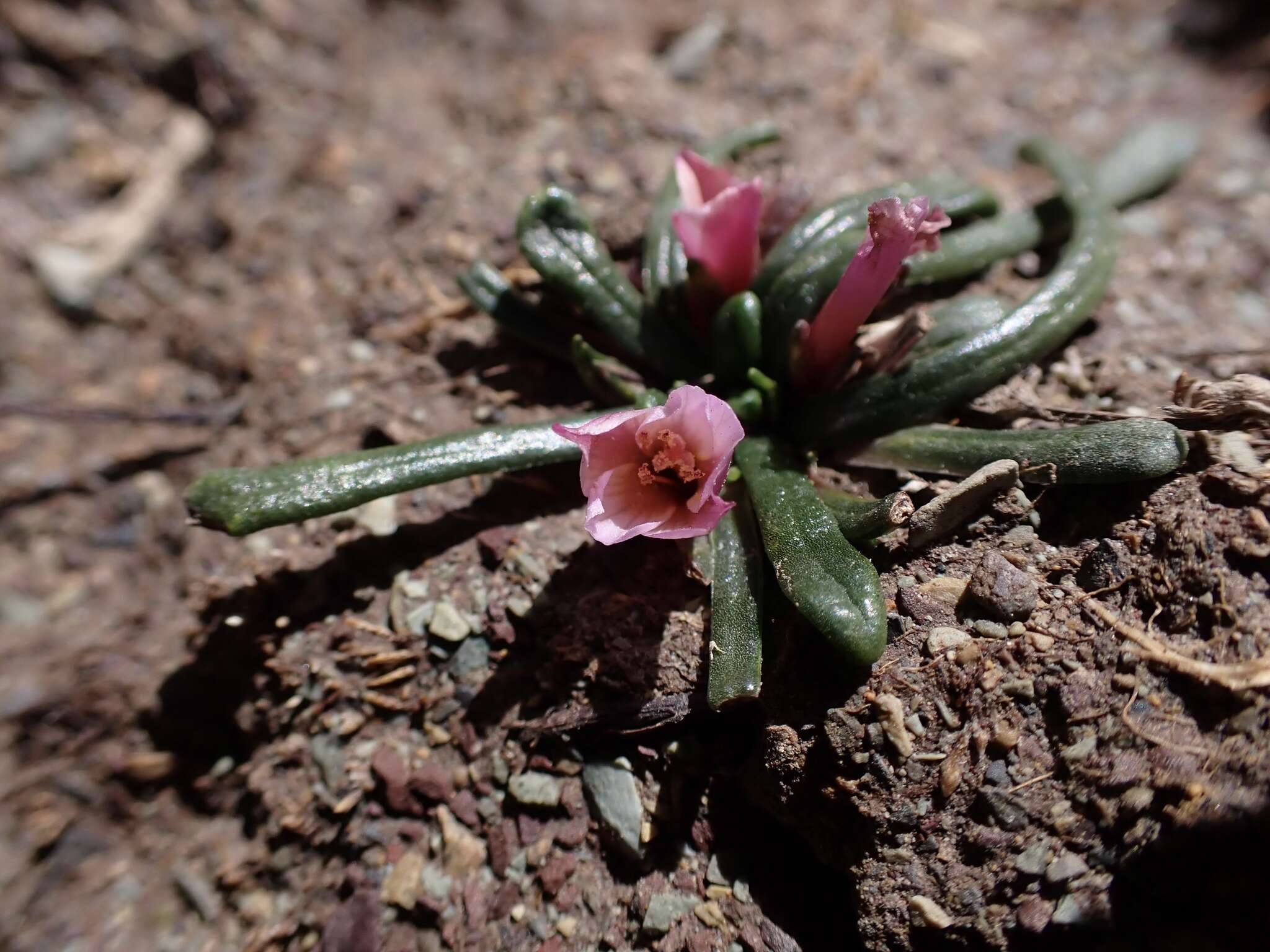 Слика од Calandrinia acaulis Kunth