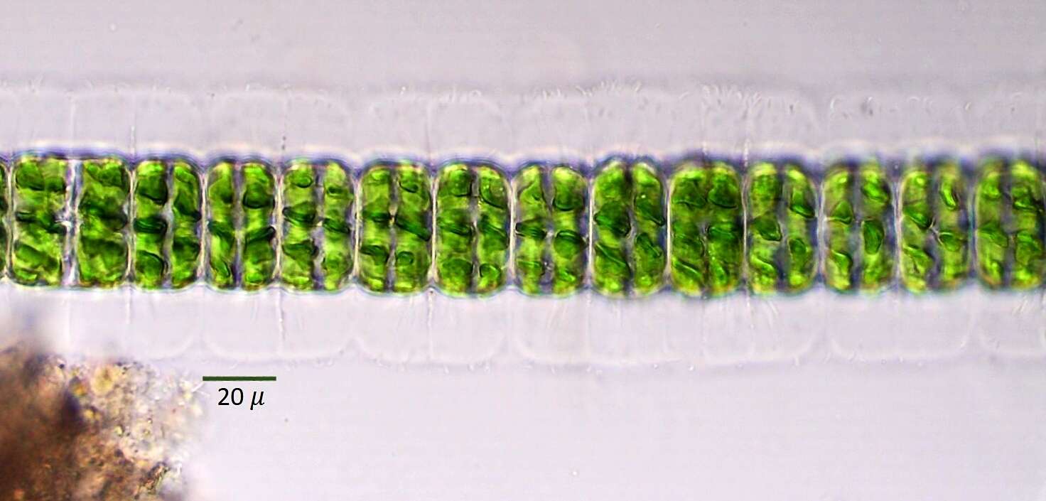 Image of Hyalotheca Ehrenberg ex Ralfs 1848