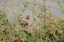 Слика од Glycyrrhiza triphylla Fisch. & C. A. Mey.