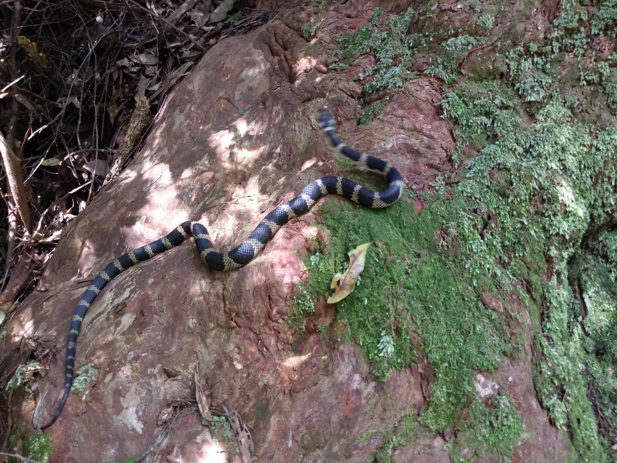 Image of Stephens's Banded Snake