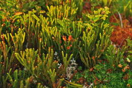 Image of Lepidothamnus fonkii Phil.