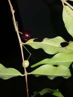 Image of Calyptranthes hylobates Standl. ex Amshoff