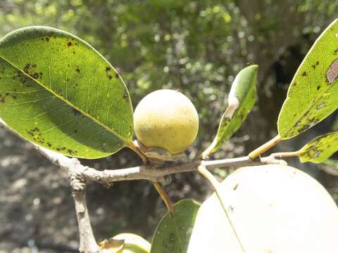 Image of Diospyros vescoi Hiern