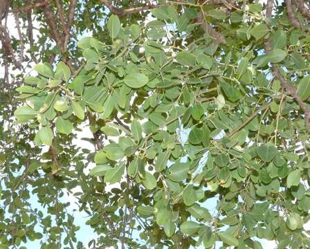 Image of Bead-Bean Tree