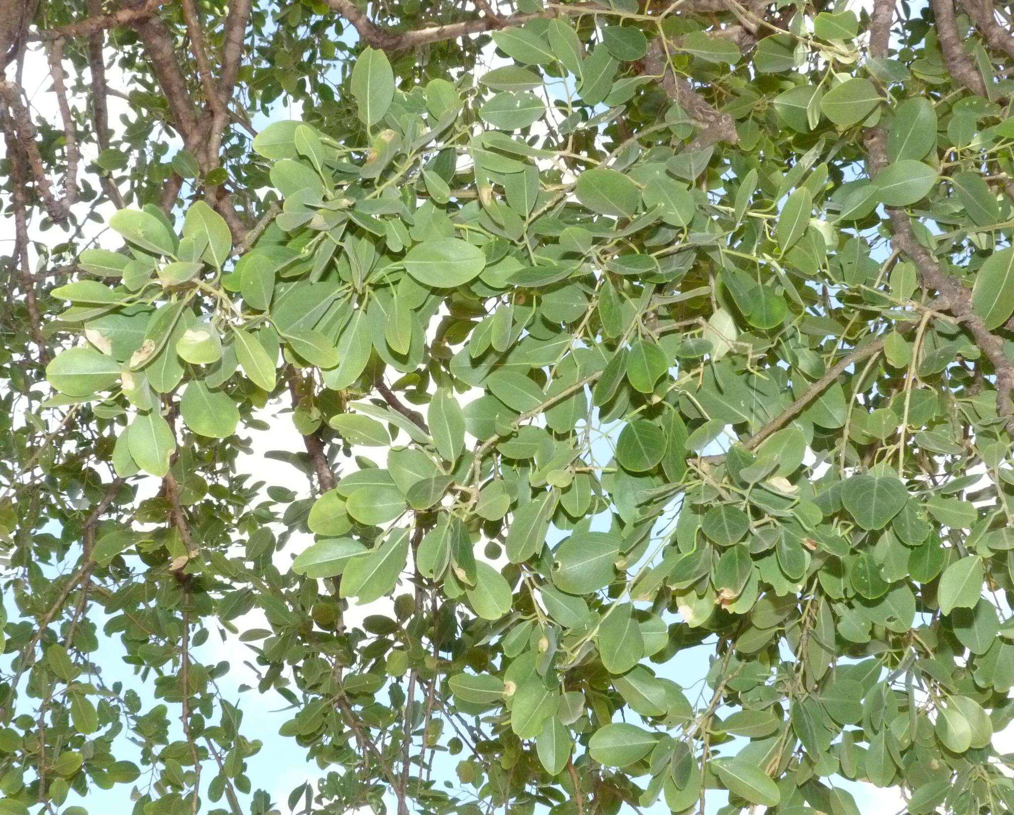 Image of Maerua angolensis subsp. angolensis