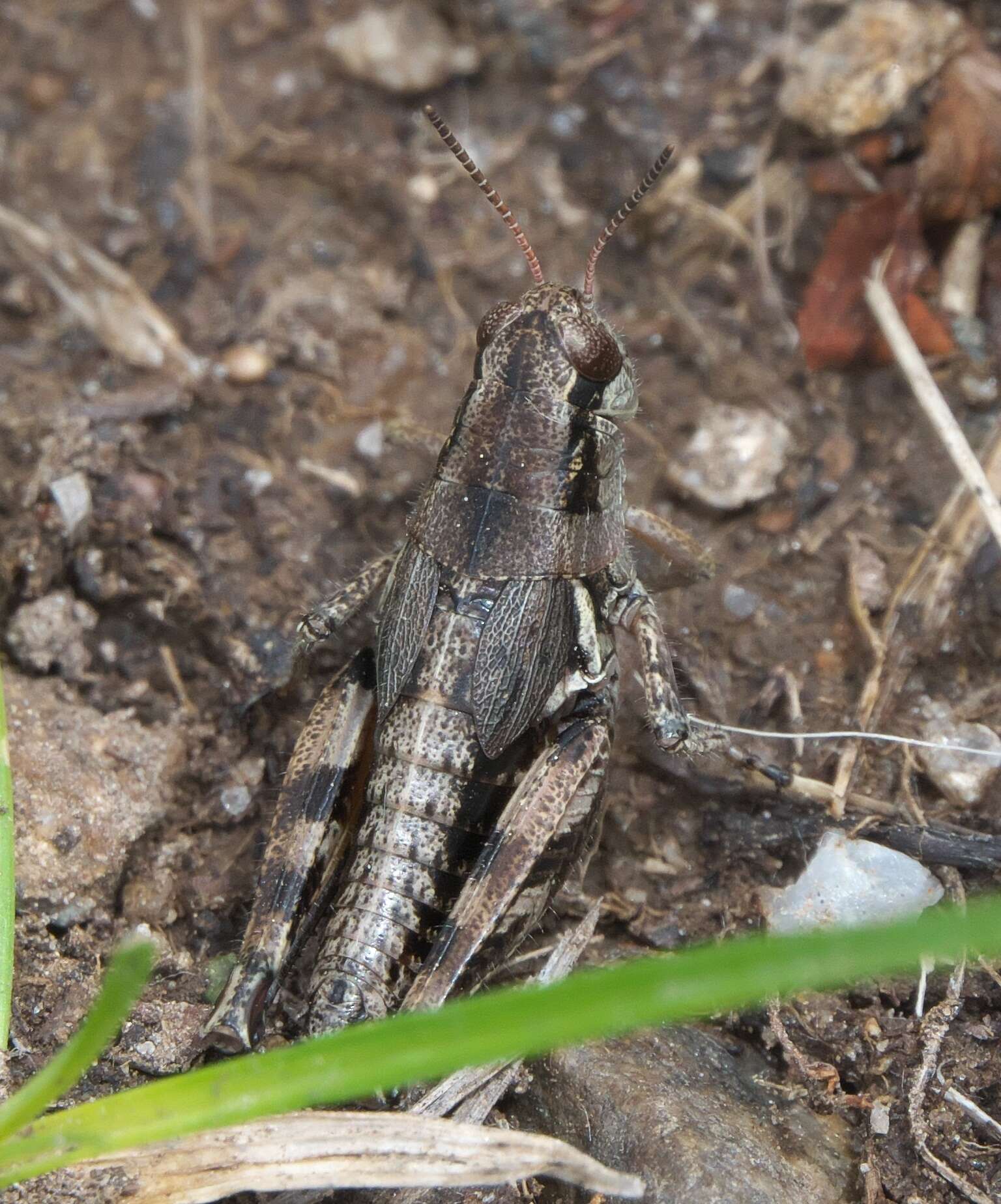 Melanoplus oregonensis (Thomas & C. 1875)的圖片