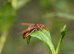 Image of Polistes erythrinus Holmgren 1868