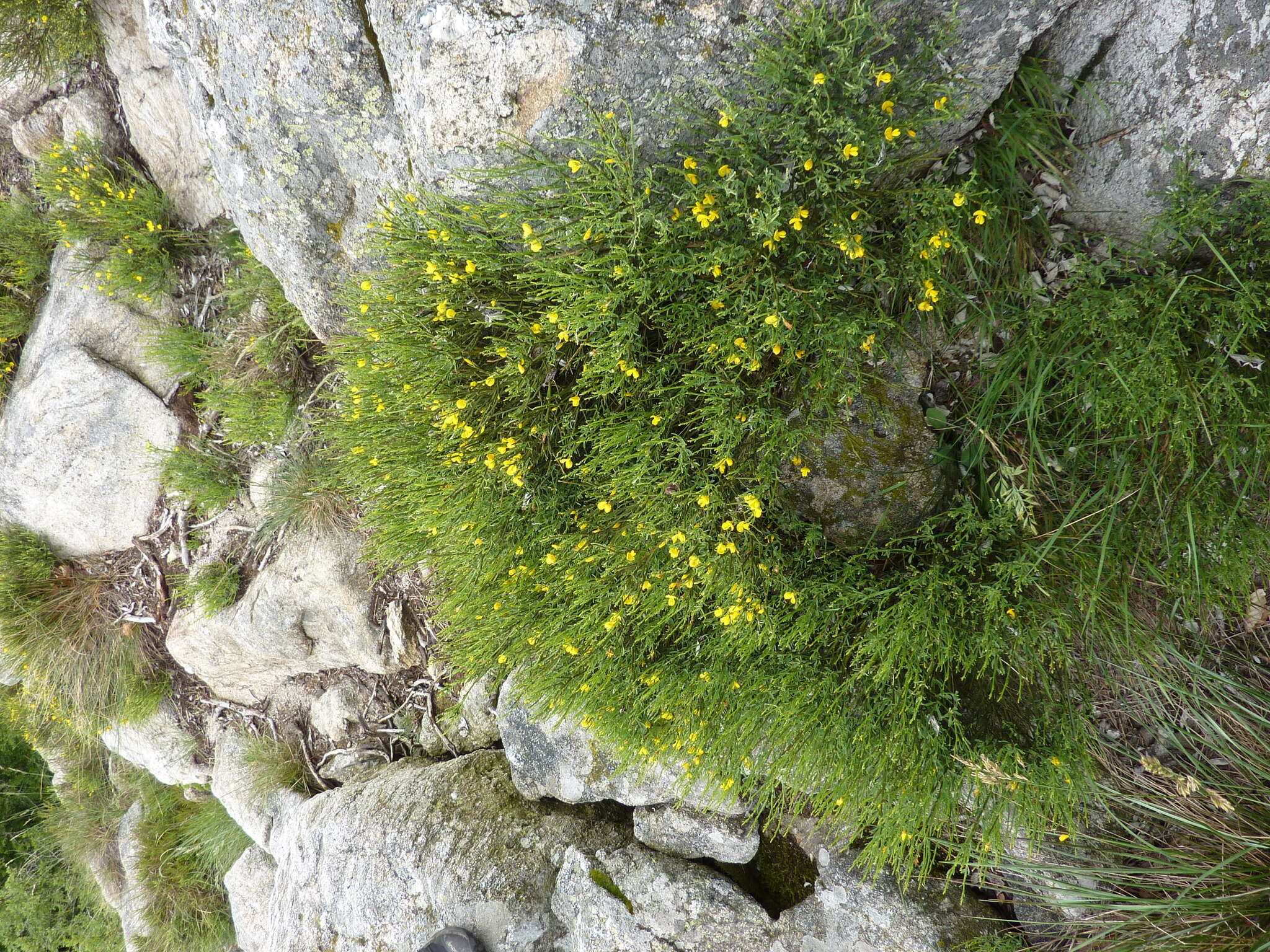 Imagem de Genista pilosa L.