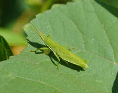 Imagem de Atractomorpha australis Rehn & J. A. G. 1907