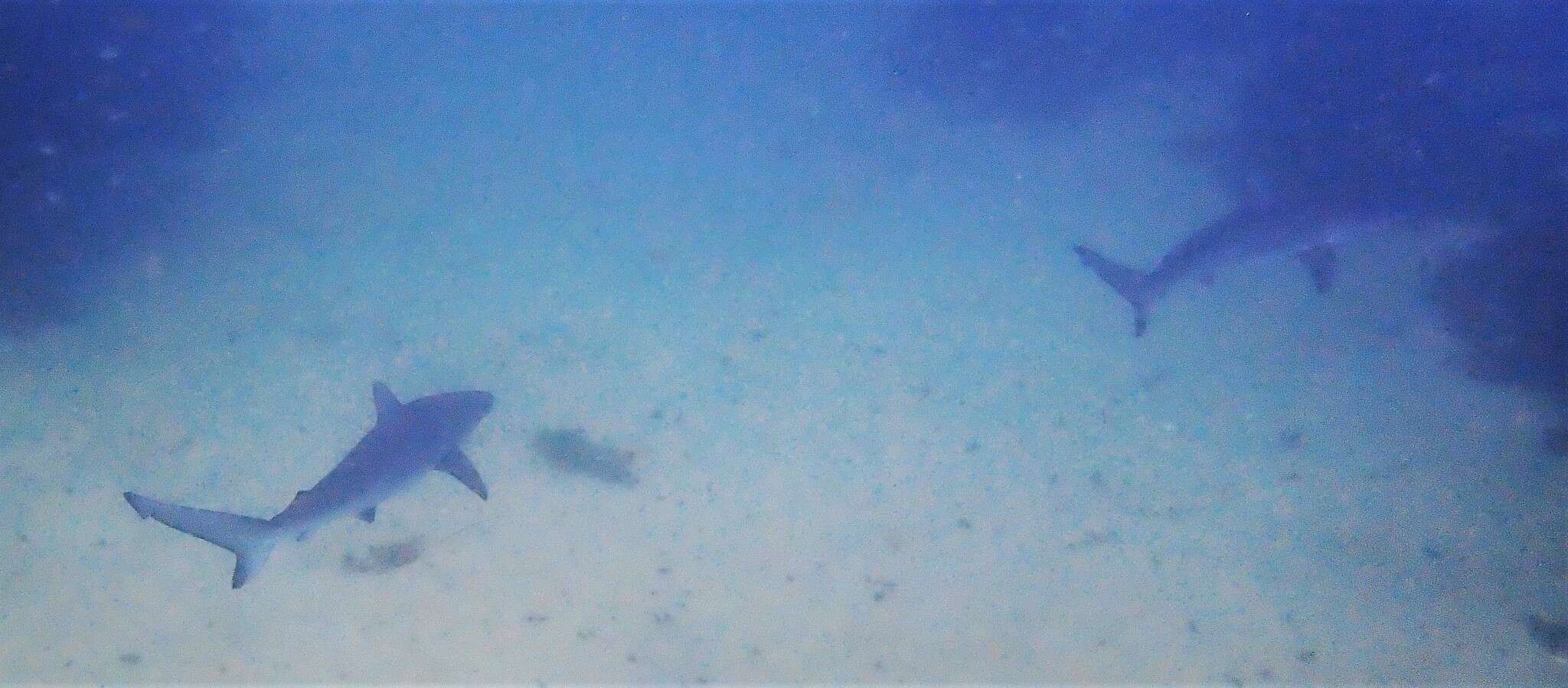 Image of Dusky Shark