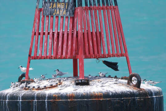 Image of Black-naped Tern