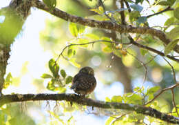 Image of Costa Rican Pygmy Owl