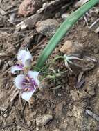 Image de Calochortus elegans var. nanus Alph. Wood