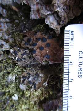 Image of Lobaria anthraspis