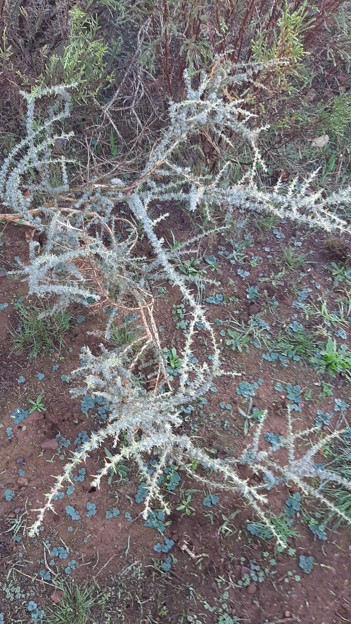 Слика од Aspalathus acanthophylla Eckl. & Zeyh.