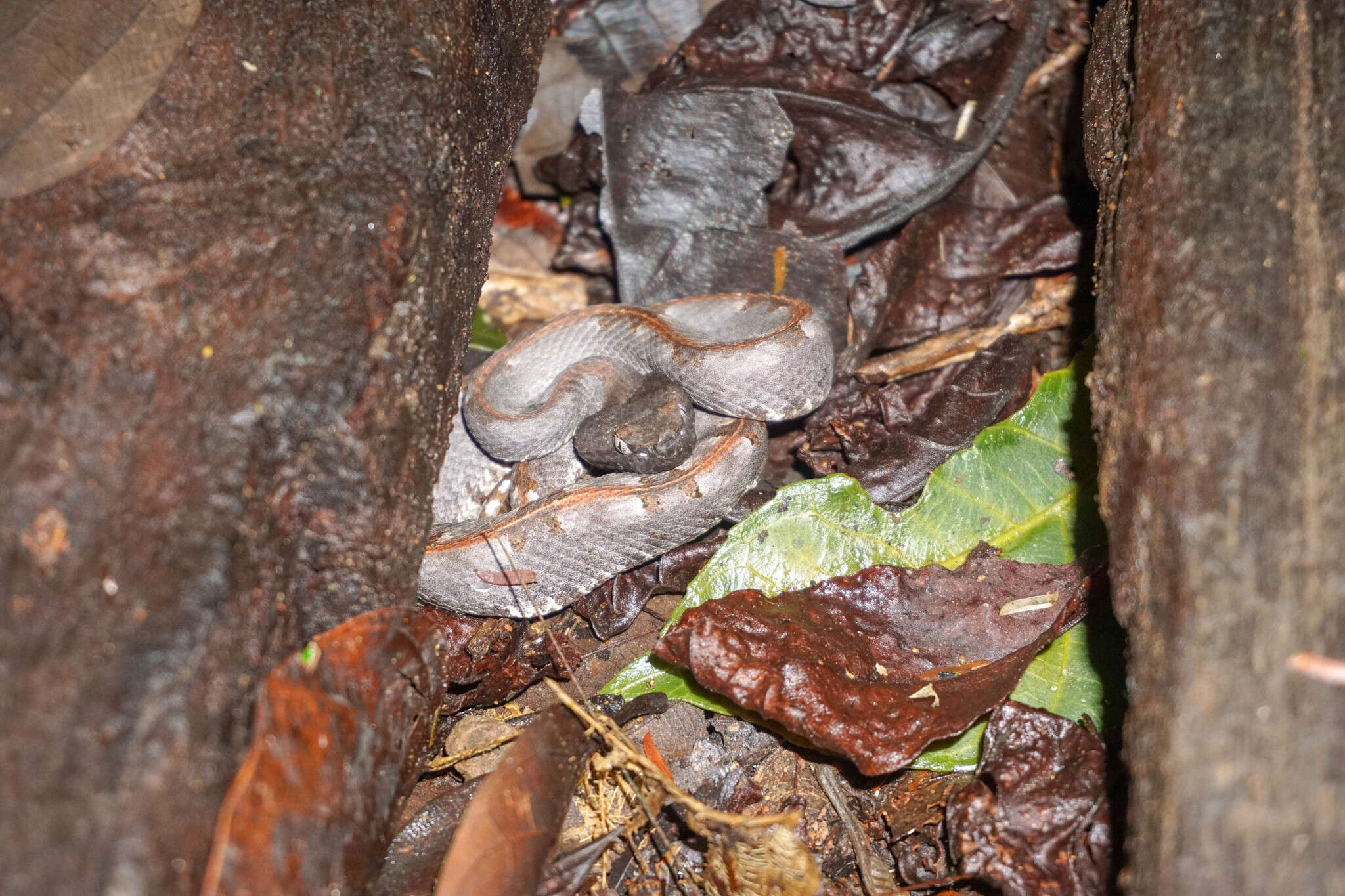 Image of Hognosed Pit Viper