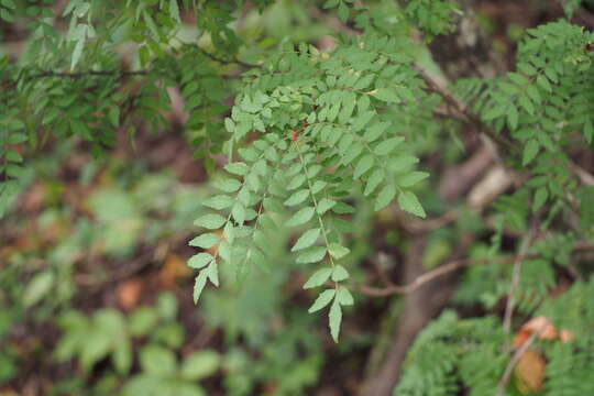 Imagem de Zanthoxylum piperitum (L.) DC.