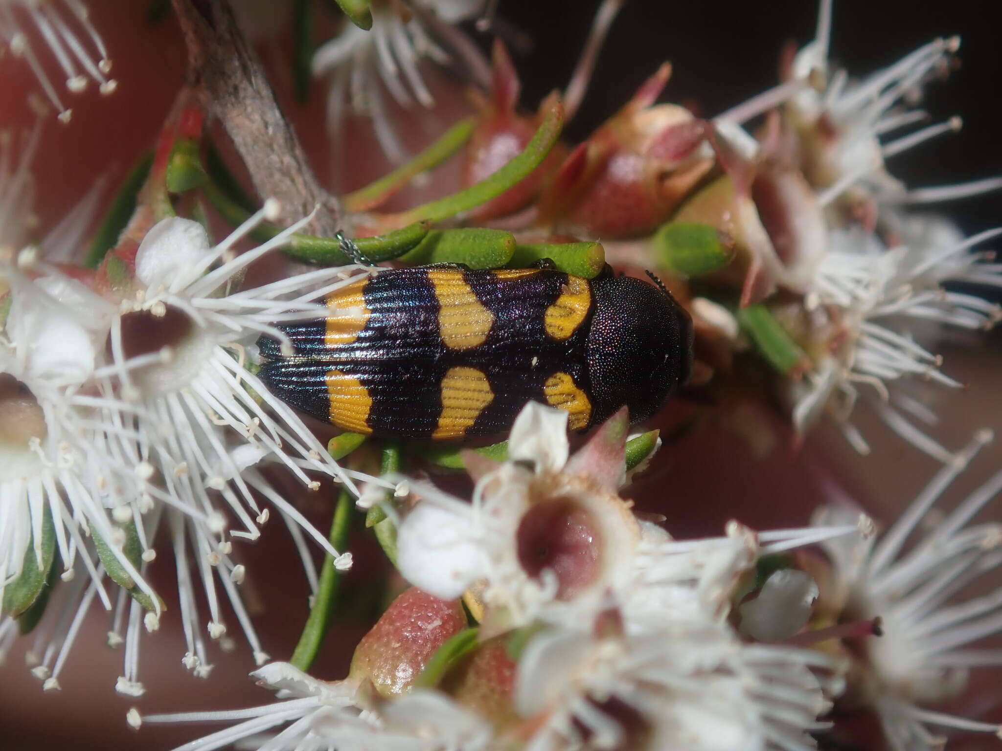 Image of Castiarina inconspicua (Saunders 1868)