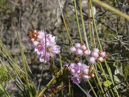 Image of Verticordia pennigera Endl.