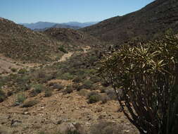 Image of Maiden's Quiver Tree Aloe