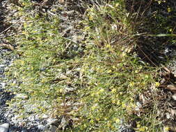 Image of prairie broomweed