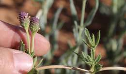 Plancia ëd Phyla cuneifolia (Torr.) Greene