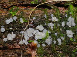 Слика од Mollisia cinerea (Batsch) P. Karst. 1871