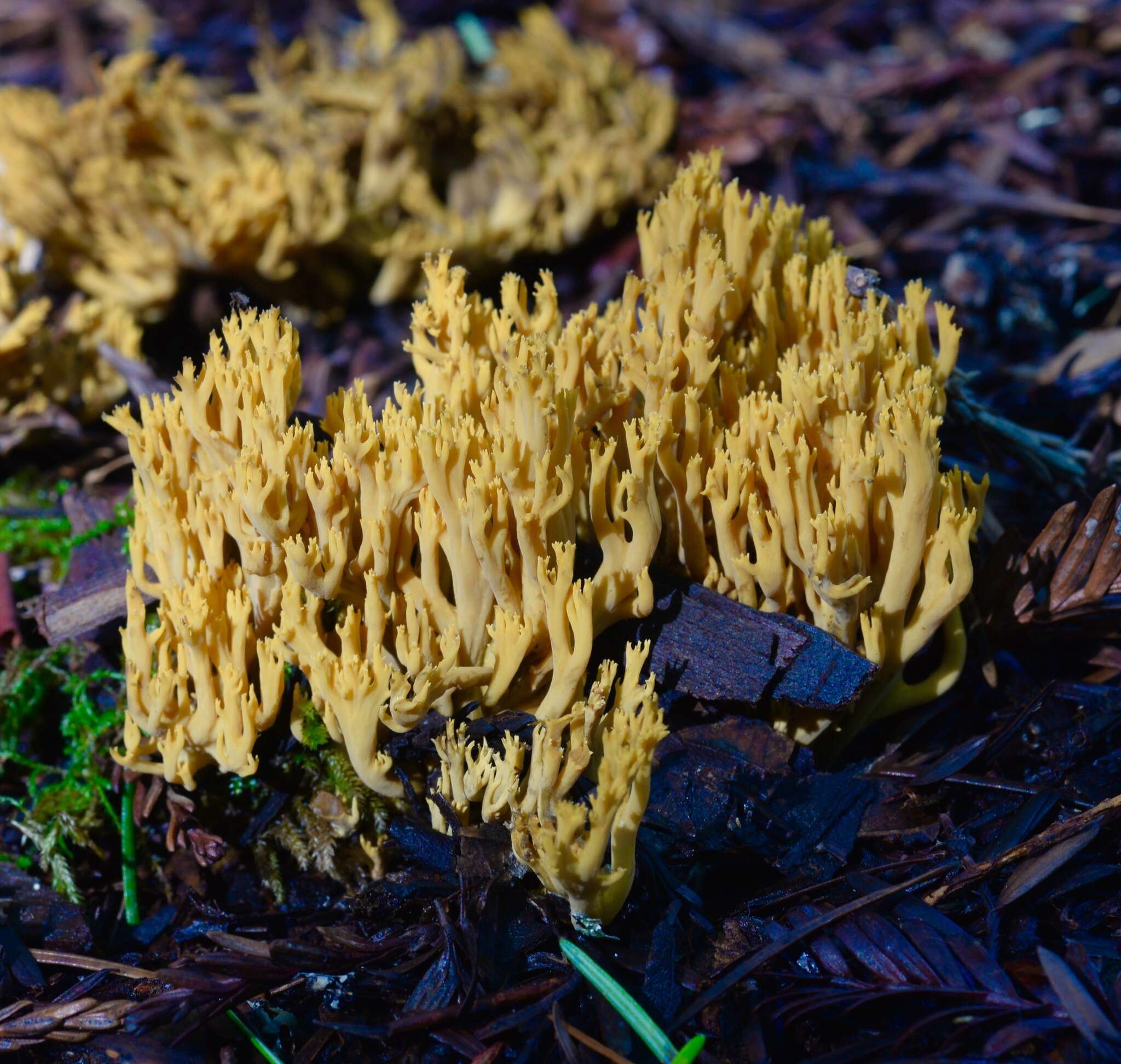 Image de Phaeoclavulina myceliosa