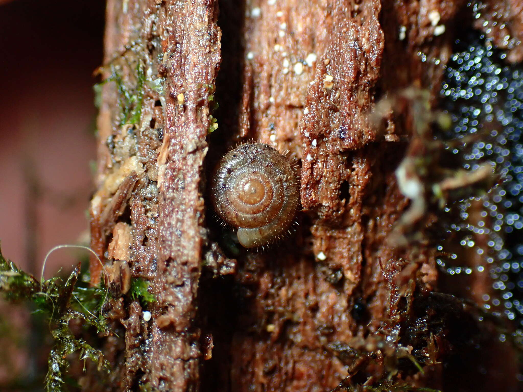 Image of Neophenacohelix ziczac