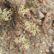 Image of Ambrosia camphorata (Greene) Payne