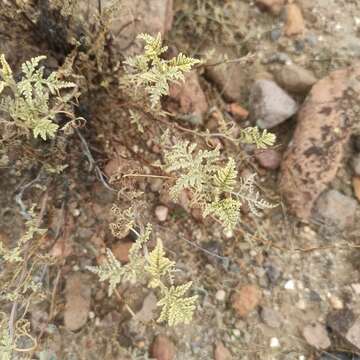 Image of Ambrosia camphorata (Greene) Payne