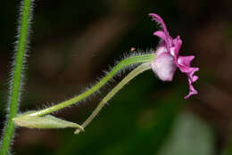 Image of Calanthe labrosa (Rchb. fil.) Rchb. fil.