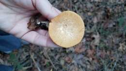 Image of Polyporus mcmurphyi Murrill 1915