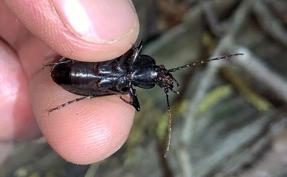 Image of Carabus (Carabus) goryi Dejean 1831