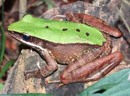 Image of large odorous frog