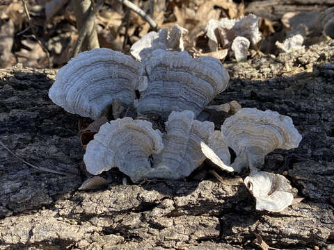 Image of False turkeytail